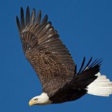 11SB7556 American Bald Eagle